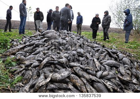 CHORTKIV - Ternopil - Ukraine - April 29 2015. Gathered in a bunch of deceased fish pond as a result of the planned reservoir and its spuschennya nezapovnennya due to lack of rain