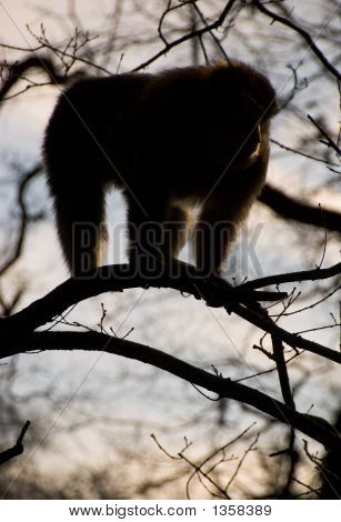  Macaque ตัวบาร์บารี Silhouetted ในต้นไม้