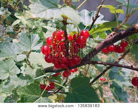 Red currant - berries. Perennial shrub. It grows in the garden