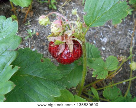 Strawberry - a perennial herb, height 15-35sm, red, large berries. It grows in the garden.