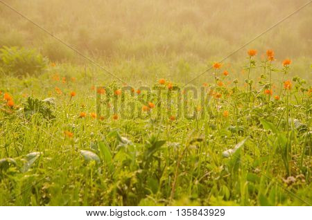 thick morning fog in the summer forest. thick morning fog in the forest at pond. Morning landscape in summer thick fog.dense fog in the morning. early morning. forest hiding in the fog.orange flowers