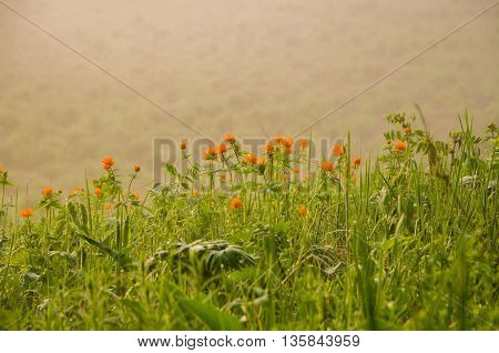 thick morning fog in the summer forest. thick morning fog in the forest at pond. Morning landscape in summer thick fog.dense fog in the morning. early morning. forest hiding in the fog.orange flowers