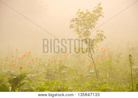 thick morning fog in the summer forest. thick morning fog in the forest at pond. Morning landscape in summer thick fog.dense fog in the morning. early morning. forest hiding in the fog.orange flowers