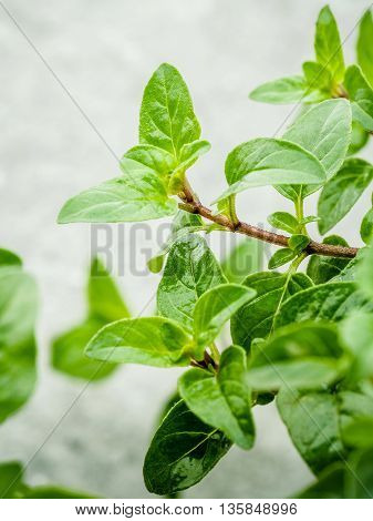 Closeup Oregano Leaves From The Herb Garden. Fresh Oregano Herb On Stone Background.