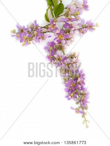 Lagerstroemia floribunda,Purple flower,Cananga flower (Cananga odorata) annonaceae, Queen's Flower, on white background.