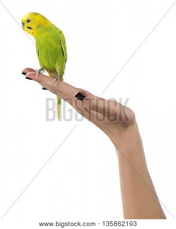 Parakeet on Female Hand