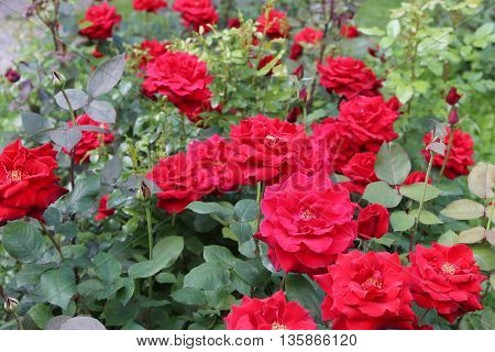 The beautiful shrub roses in the garden.