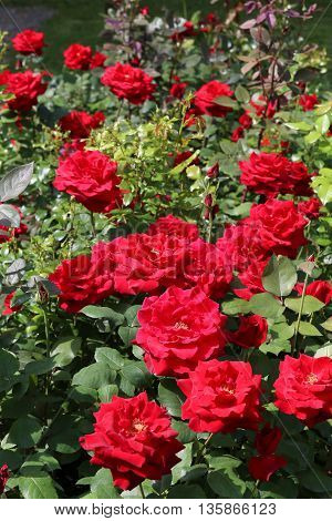 The beautiful shrub roses in the garden.