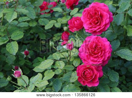 The beautiful shrub roses in the garden.