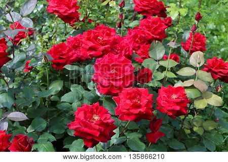 The beautiful shrub roses in the garden.