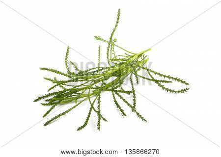 Santolina Viridis