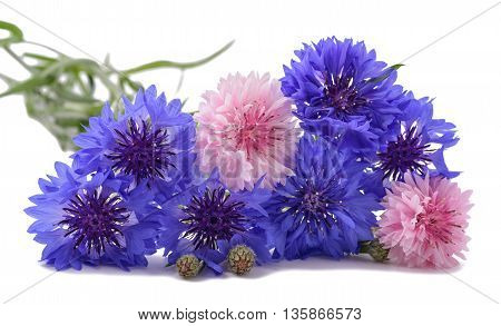 Blue and pink Cornflowers isolated on white