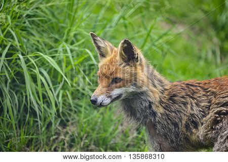 Stunning Male Fox In Long Lush Green Grass Of Summer Field