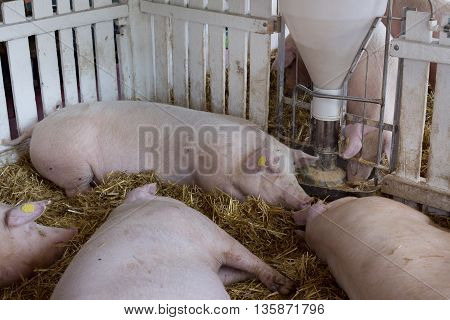 Pigs Eating From Hog Feeder