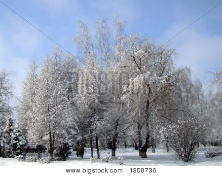 Деревья в зимнем парке города