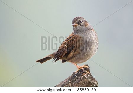 Small songbird Dunnock (Prunella modularis) on a stump. Blurred homogeneous background