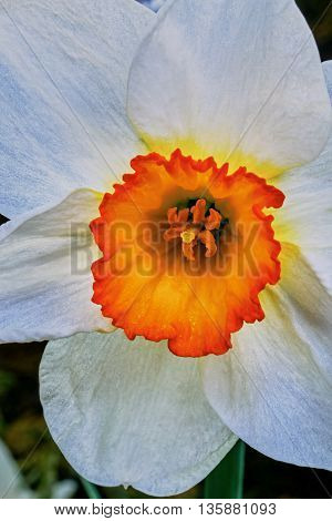 Narcis flower in the garden in summer day