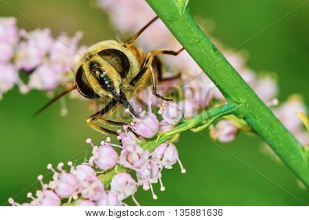 A bee collects nectar on a flowering tamarisk