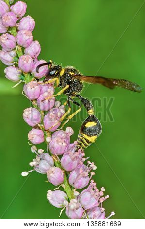 Wasp on flowering tamarisk in the summer garden