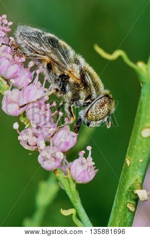 Fly hoverflies on flowering tamarisk in the summer garden