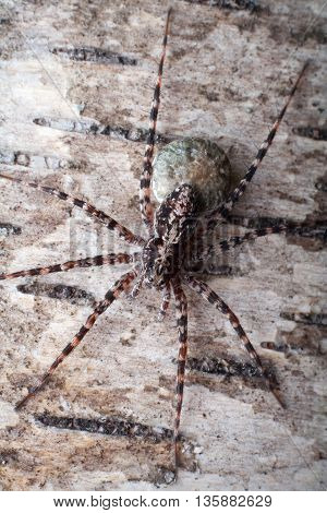 Spider Araneus on birch bark. Close up