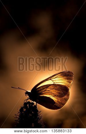 Butterfly with semitransparent wings on a flower backlit.