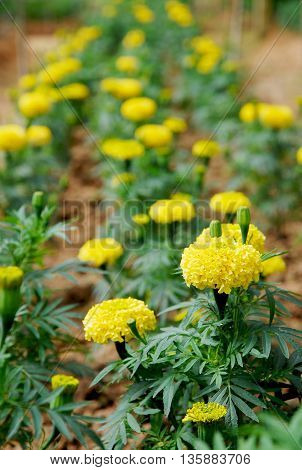 Colorful blooming marigold flowers in a garden.