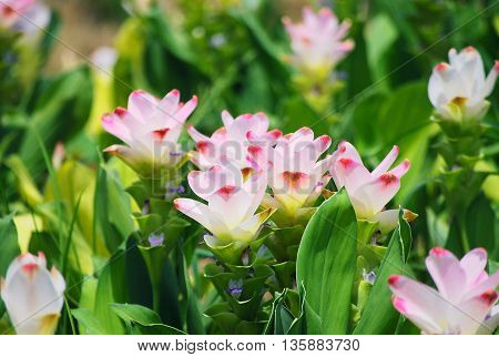 Colorful blooming Siam Tulip flowers in a garden.