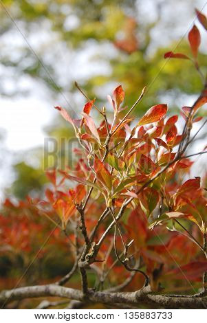 Tree leaves turn to red in autumn.