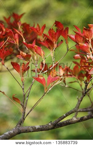 Tree leaves turn to red in autumn.