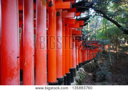 Hundreds of red Torii in Kyoto, Japan