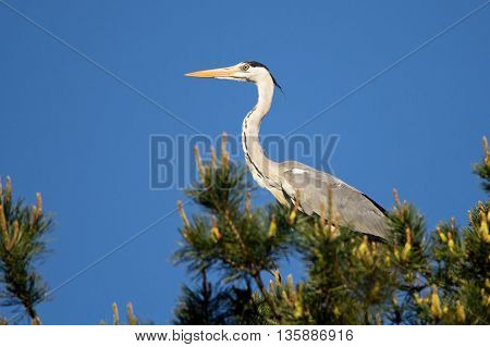 Bird gray heron sitting on the top of a pine on a background of blue sky