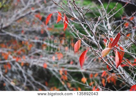 Tree leaves turn to red in autumn.