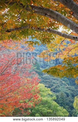 Tree leaves turn to red in autumn.