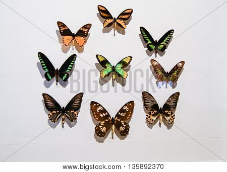 Pyatigorsk, Russia - 3 March, Collection of dark moths, 3 March, 2016.
Resort zone Mineral Waters, Krasnodar region.
Insect Museum.