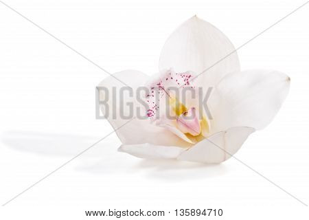 Flower white orchid isolated on white background