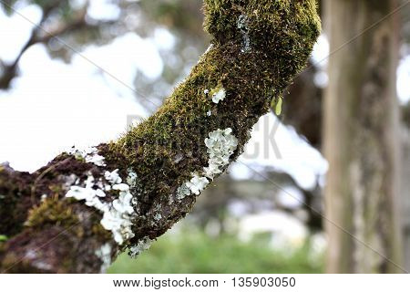 White Coral Fungi with moss on the tree