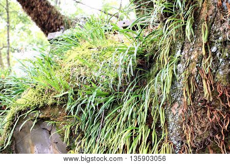 Green Kangaroo Fern on the old tree