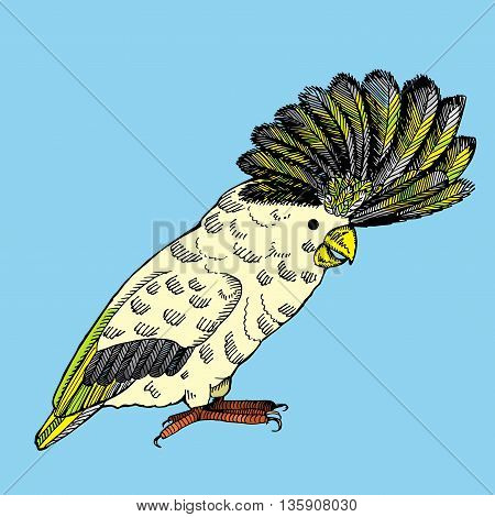 Parrot with pappus. Hand drawn vector stock illustration.