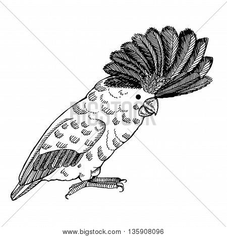 Parrot with pappus. Hand drawn vector stock illustration. Black and white whiteboard drawing.