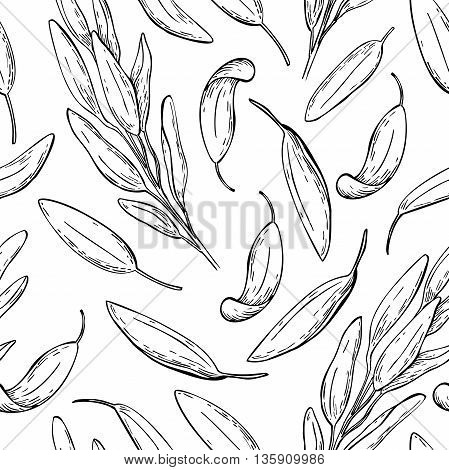 Sage vector drawing seamless pattern. Isolated sage plant with leaves. Herbal engraved style background. Detailed organic product sketch. Cooking spicy ingredient
