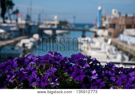 view of dock with boats located in Riccione on the Adriatic coast