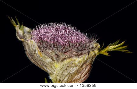  Sayania Monstrosa