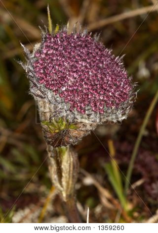  Sayania Monstrosa