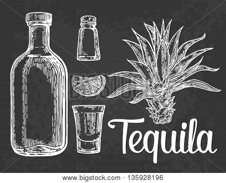 Glass botlle of tequila cactus salt lime. Hand drawn sketch set of alcoholic cocktails. Vector engraving illustration
