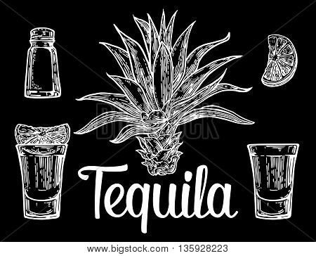 Glass botlle of tequila cactus salt lime. Hand drawn sketch set of alcoholic cocktails. Vector engraving illustration