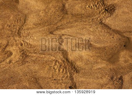 The sandy bottom of the river photographed by very shallow flowing water on a sunny summer day. Interesting background and texture. Horizontal flat view.