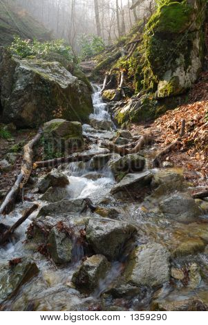 フォレスト内のクリーク