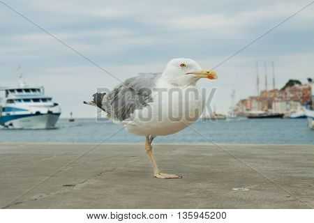 large sea gull standing on a pier on the background of yachts.