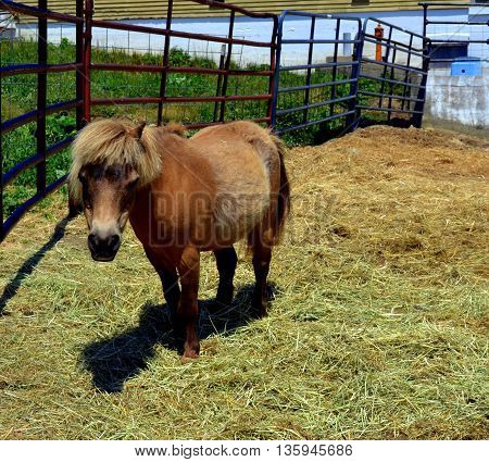 Cute little Shetland Pony looks straight at the camera